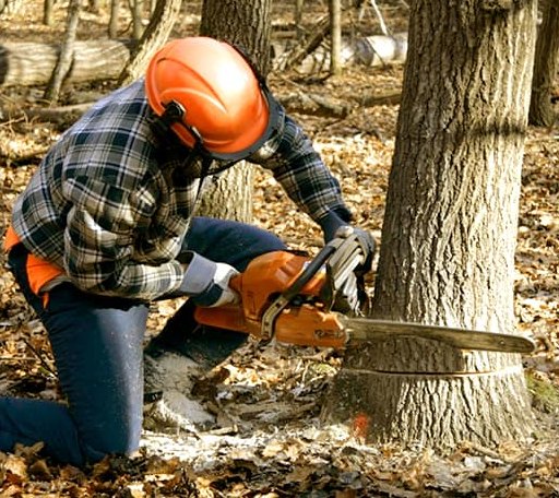 Tree Removal in Prewitt, NM